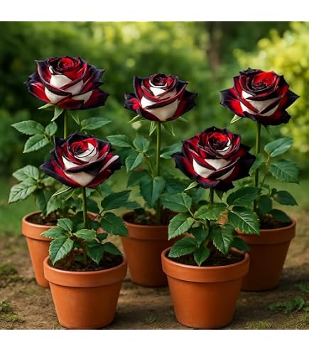 XXC-Climbing rose imported flower seeds for Home and Gardening-15